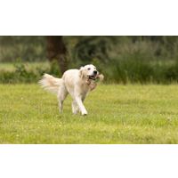 Flamingo Giocattolo  Kush Corda doppia con 2 nodi Marrone