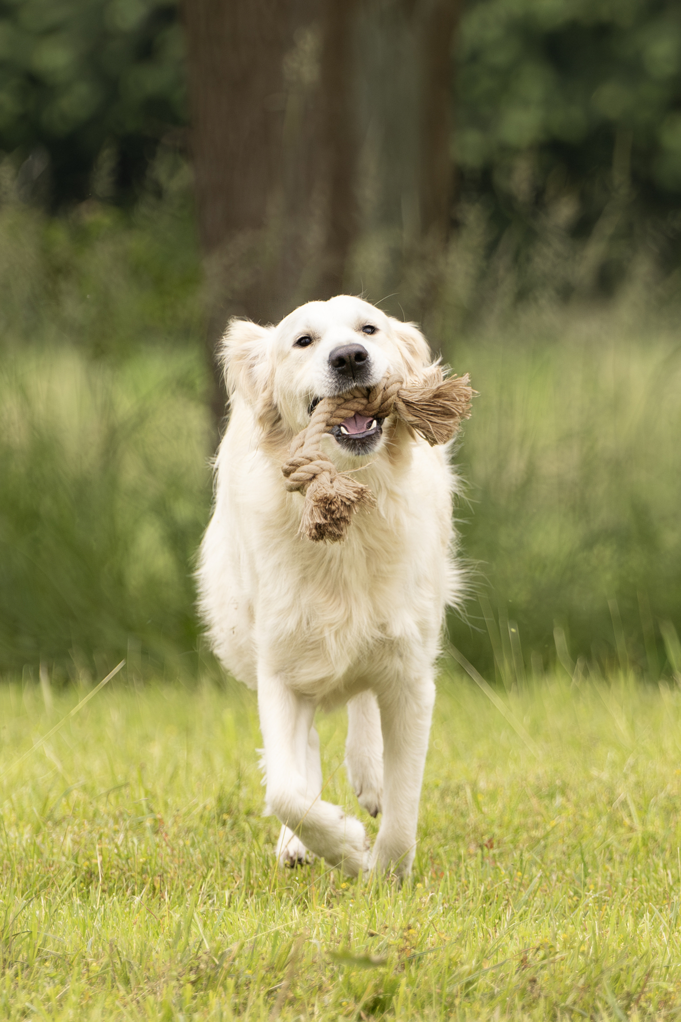 Flamingo Toy  Kush Double rope with 2 knots Brown