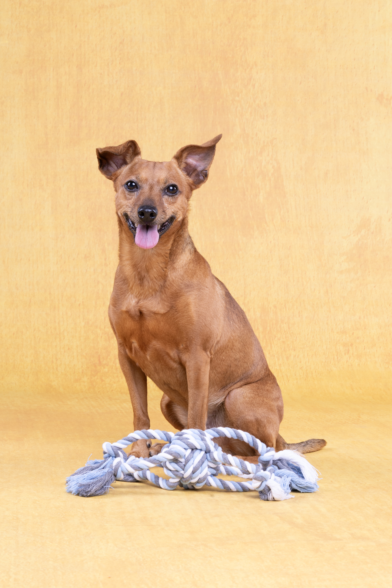 Flamingo Toy  Jim Knotted ball Octopus Blue