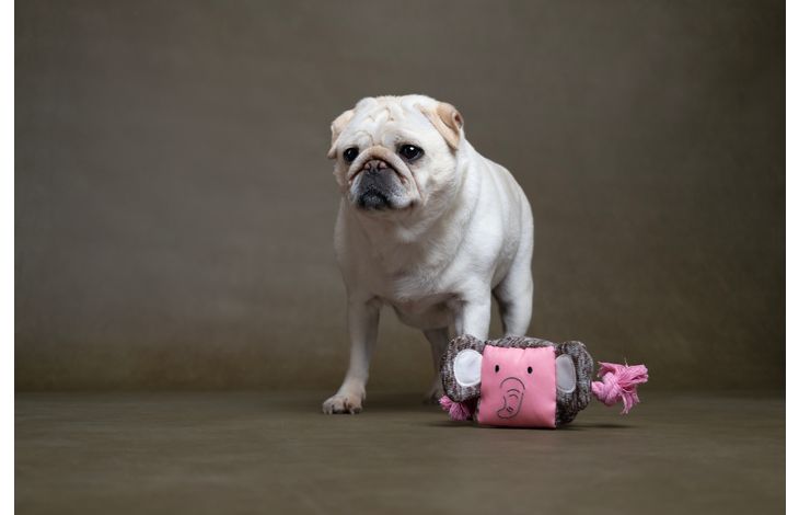 Flamingo Toy Puppy Britty Elephant with rope Multiple colours