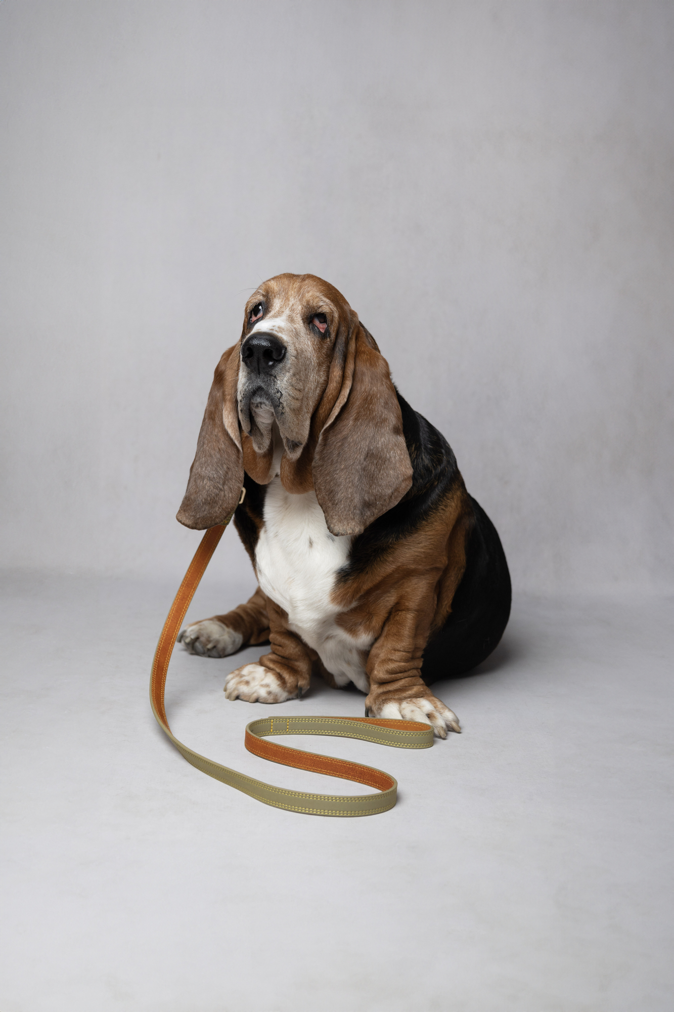 Flamingo Leash Virginia Green