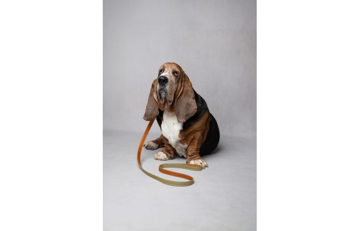 Flamingo Leash Virginia Green