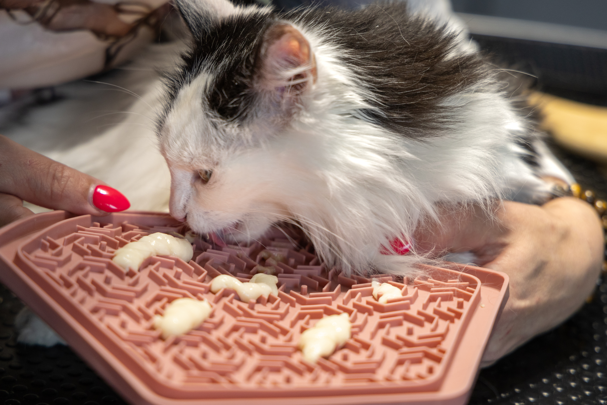 Flamingo Lick pad Jelly Multiple colours