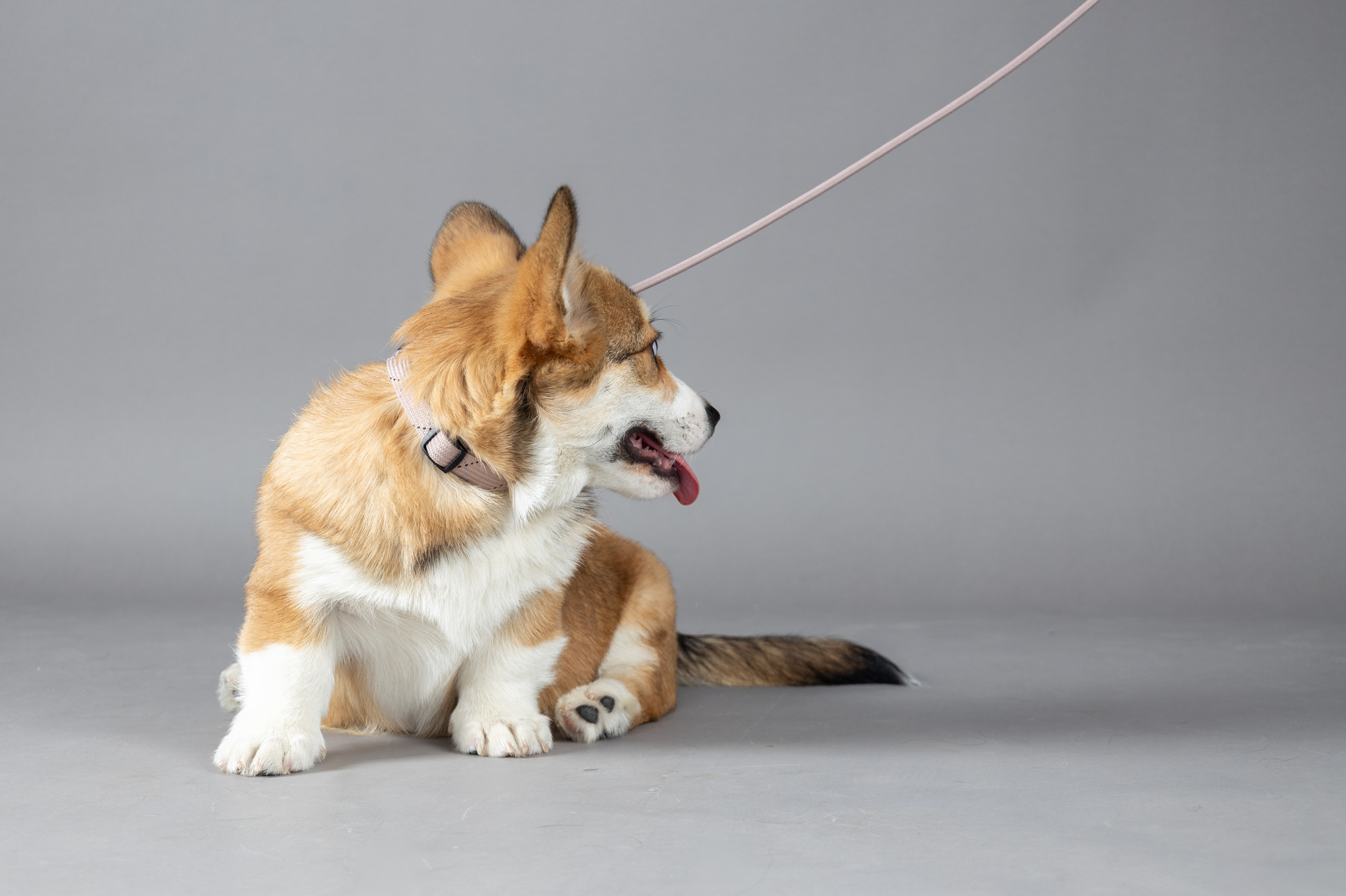 Flamingo Collar Puppy Dolly Taupe