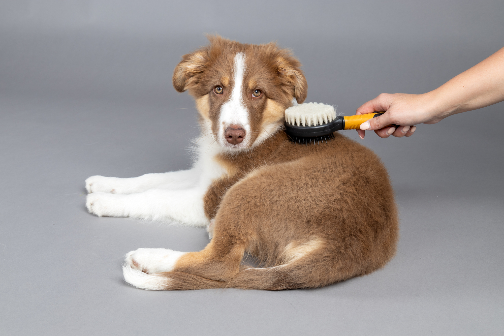 Flamingo Borstel & Pinborstel & Vlooienkam Puppy