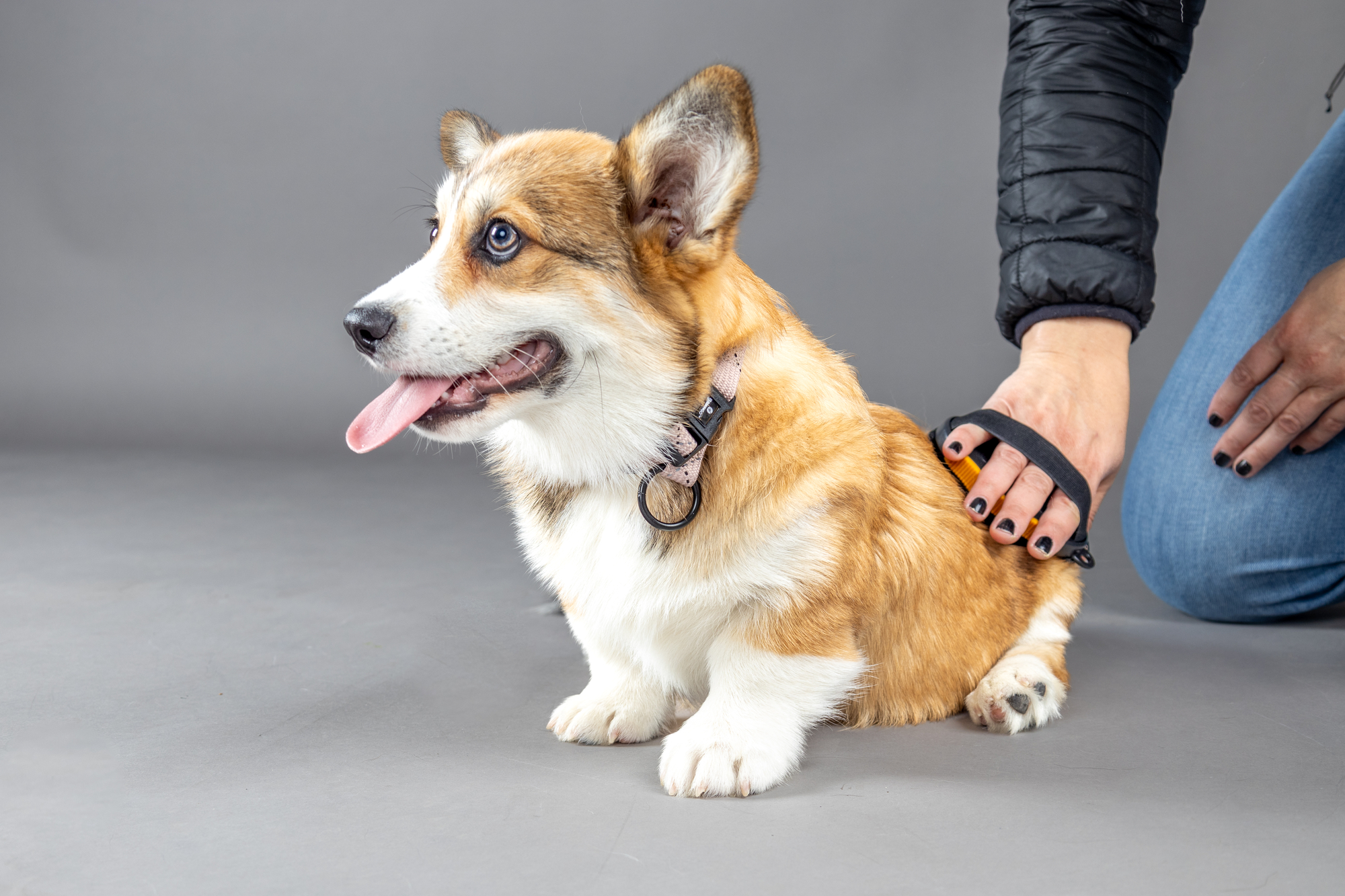 Flamingo Massage brush Calmy Puppy