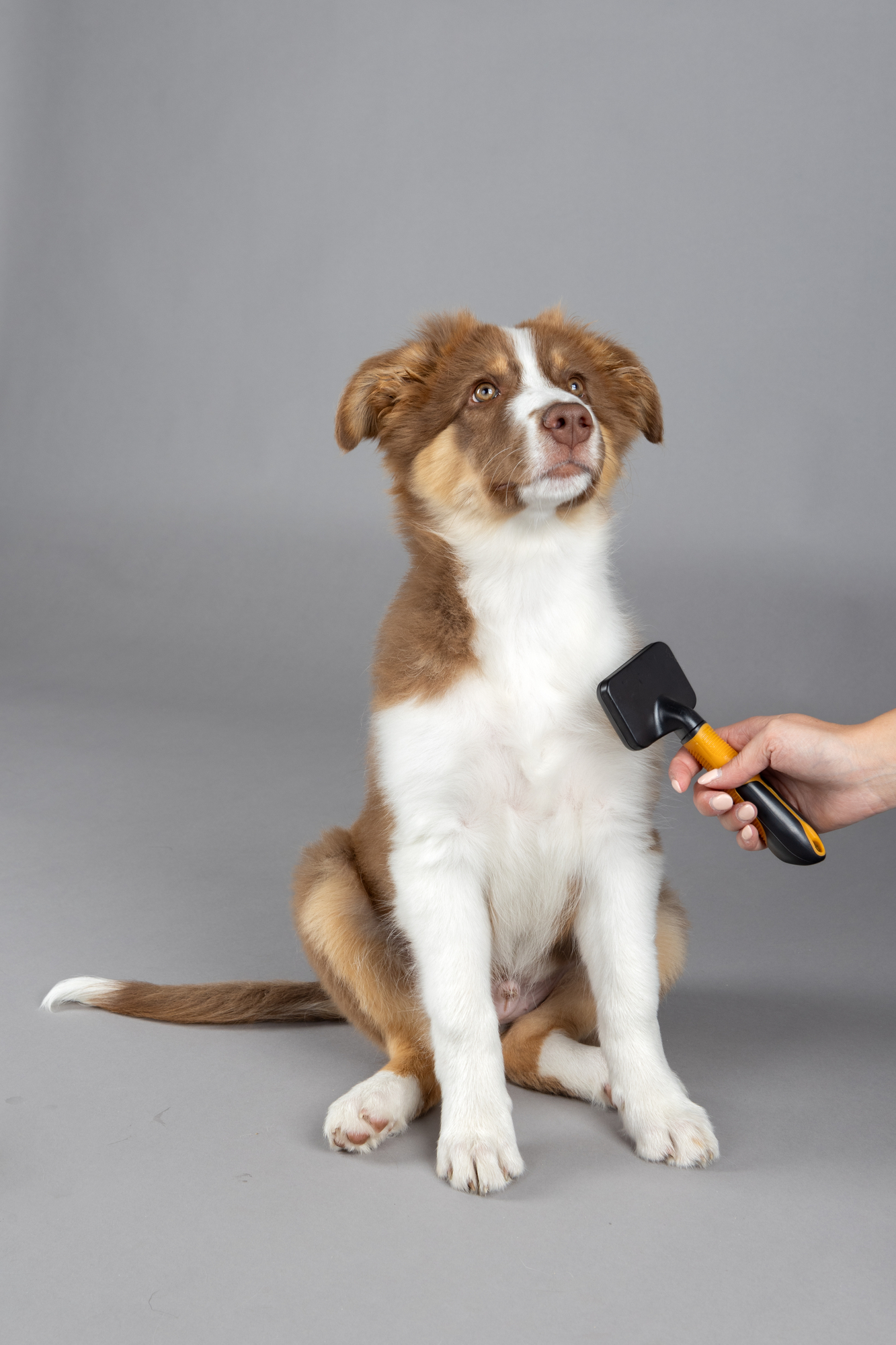 Flamingo Slicker brush Puppy