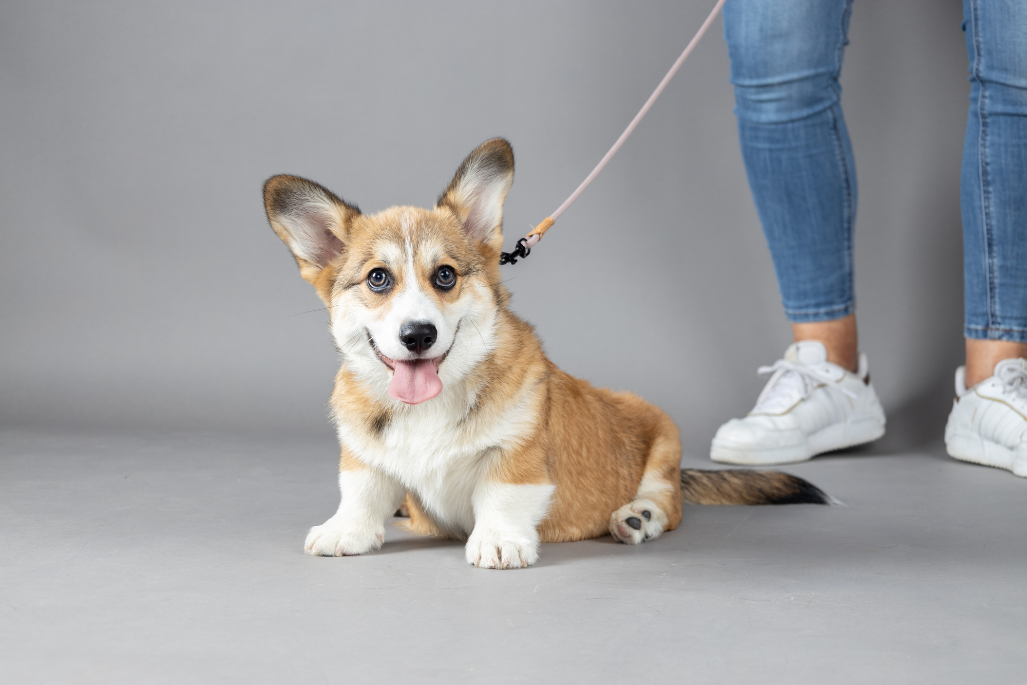 Flamingo Looplijn Puppy Malibu Taupe