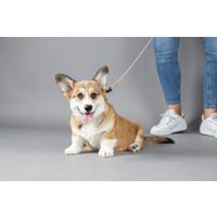 Flamingo Leash Puppy Malibu Taupe