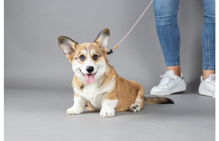 Flamingo Leash Puppy Malibu Taupe