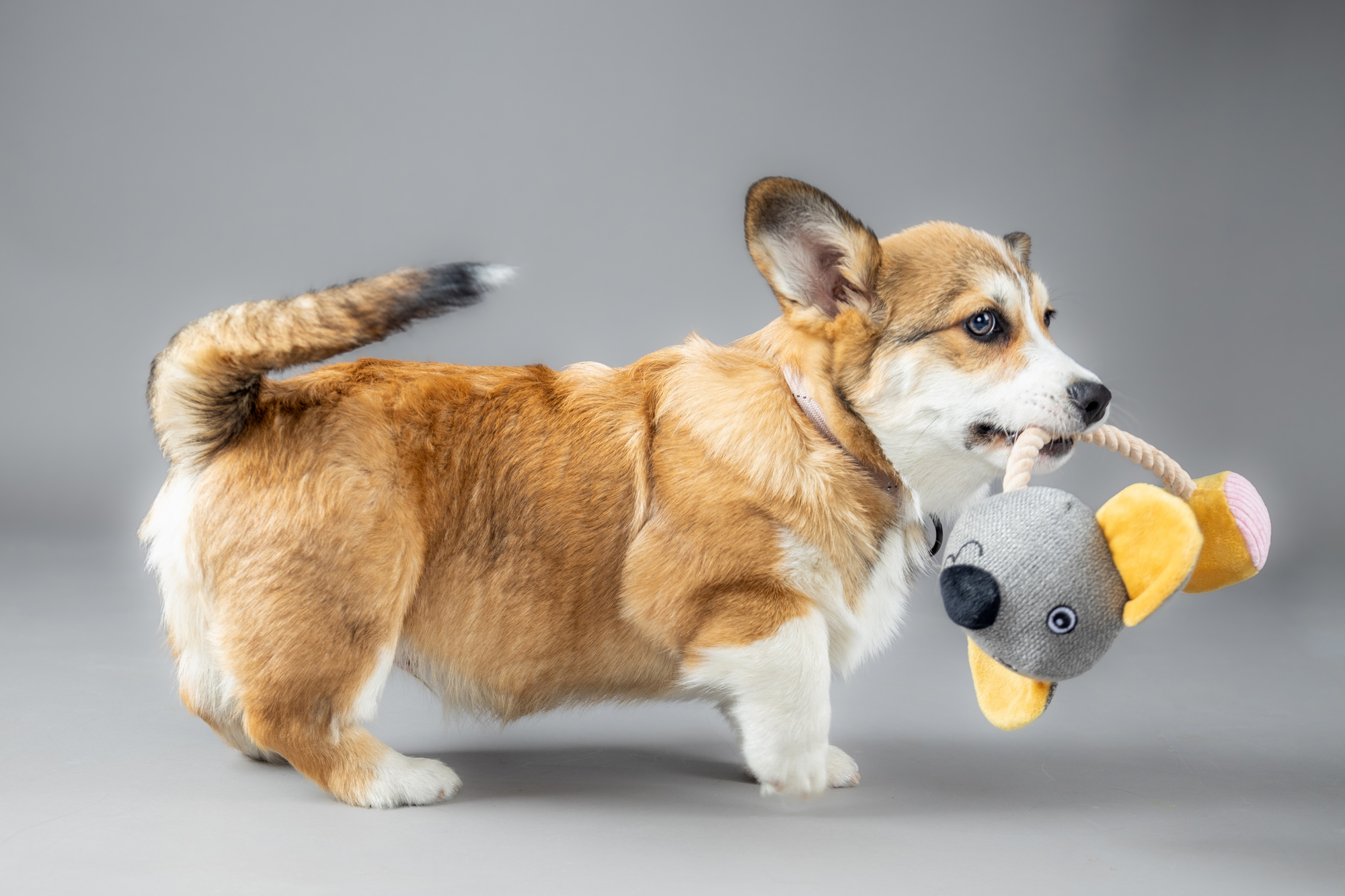 Flamingo Toy Puppy Felsy Mouse & Hippopotamus with ball with rope Multiple colours