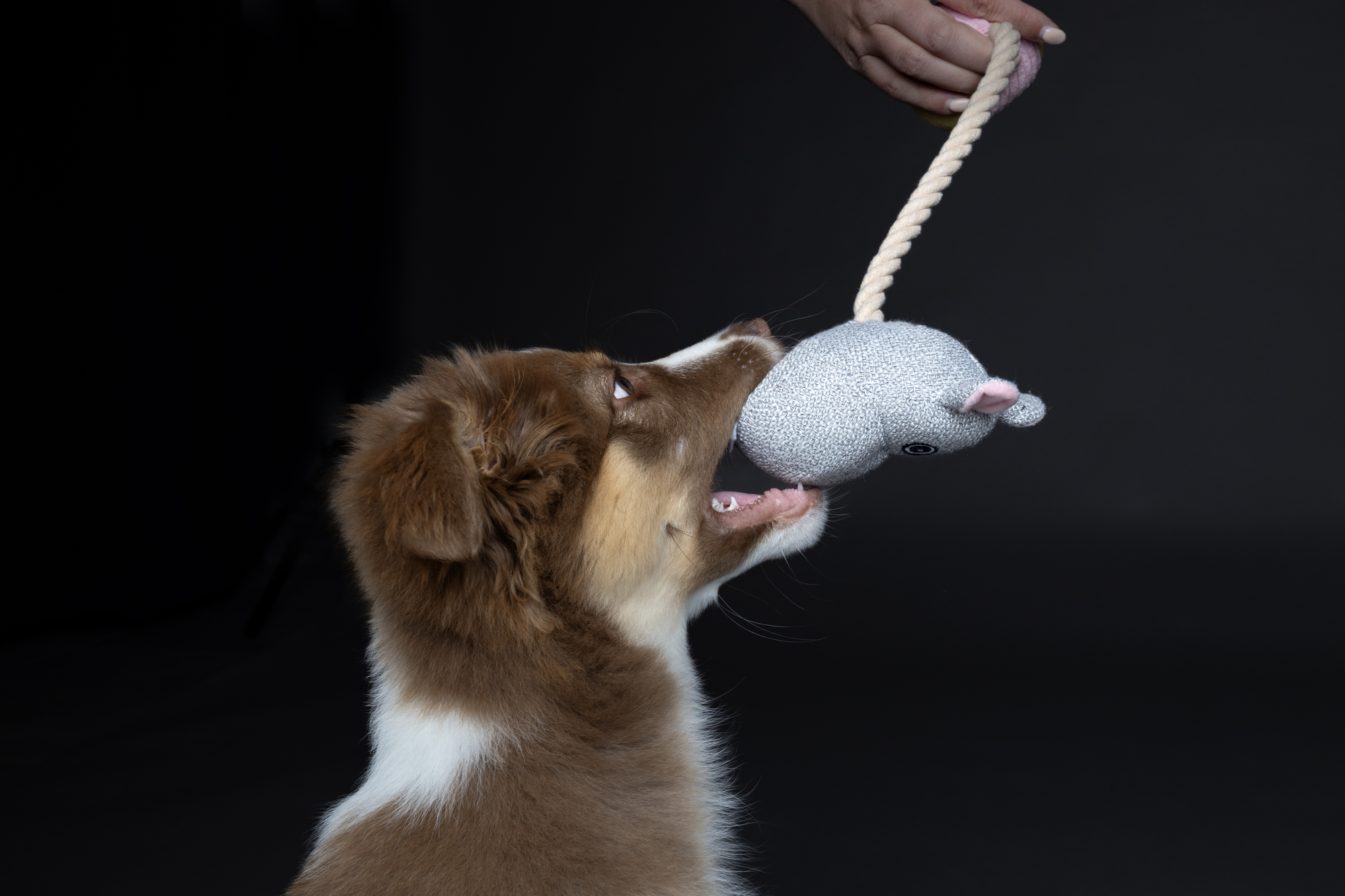 Flamingo Toy Puppy Felsy Mouse & Hippopotamus with ball with rope Multiple colours