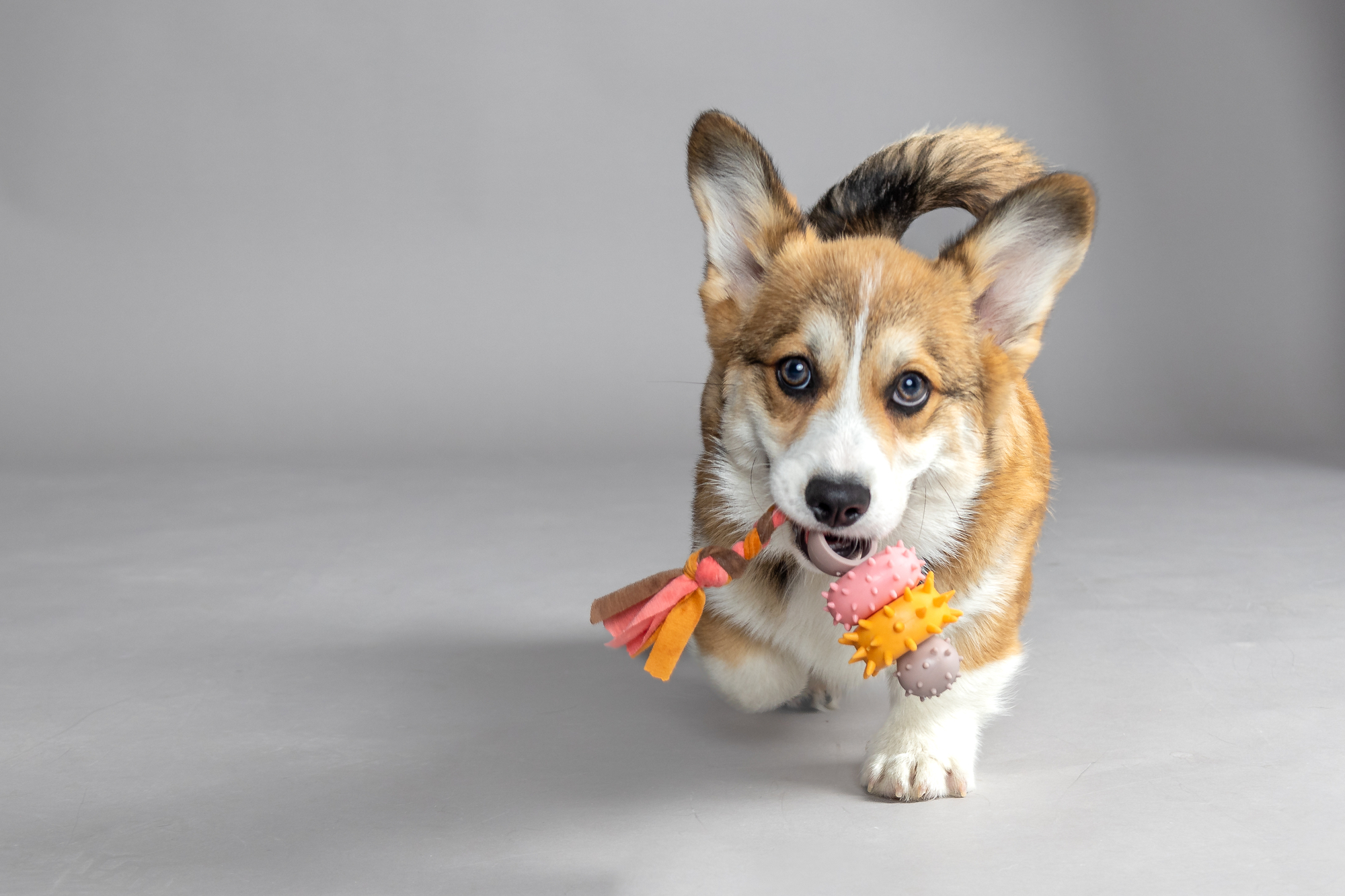 Flamingo Toy Puppy Bunty Ring Taupe