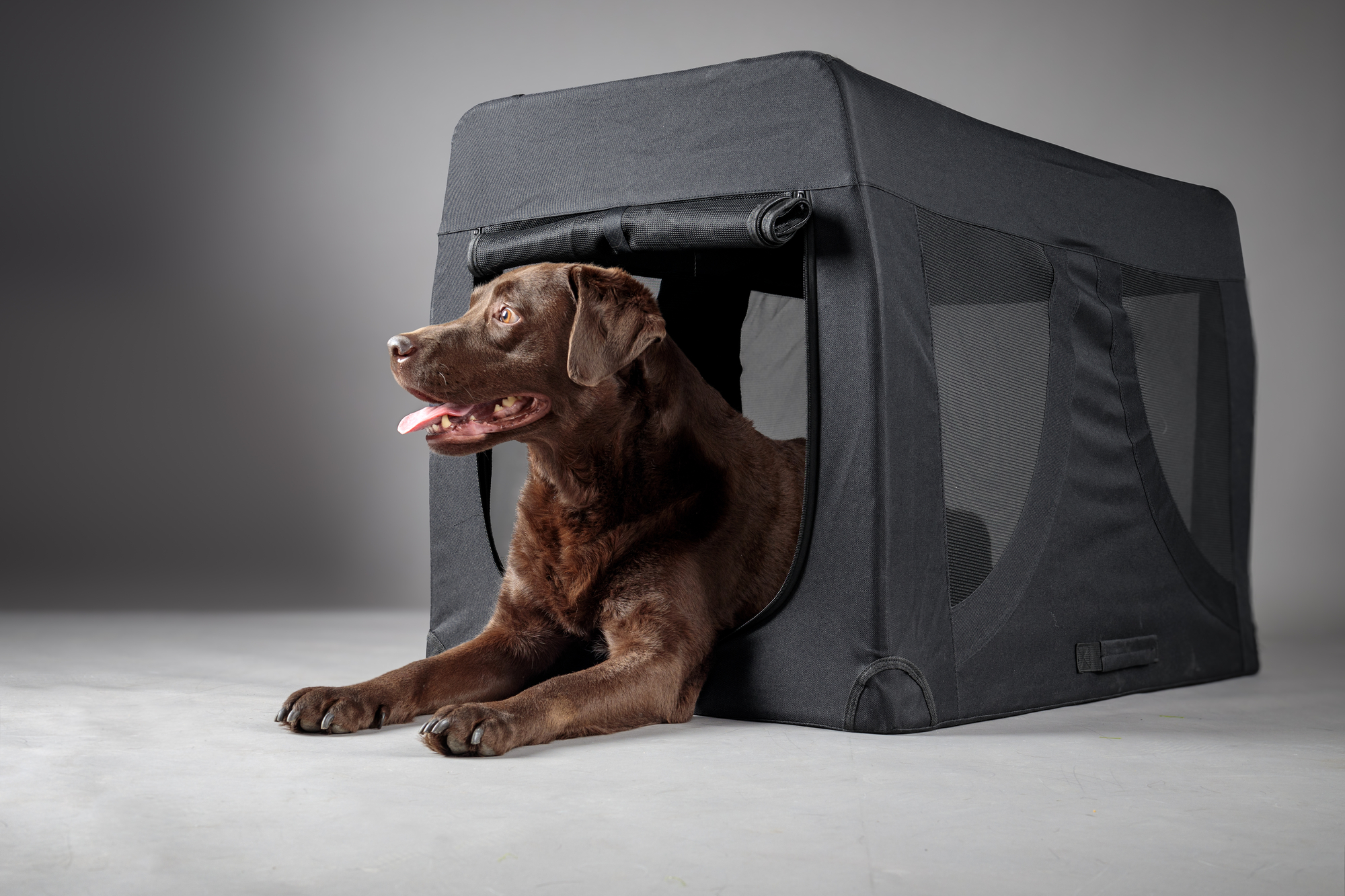 Flamingo Transport cage Gepetto Black