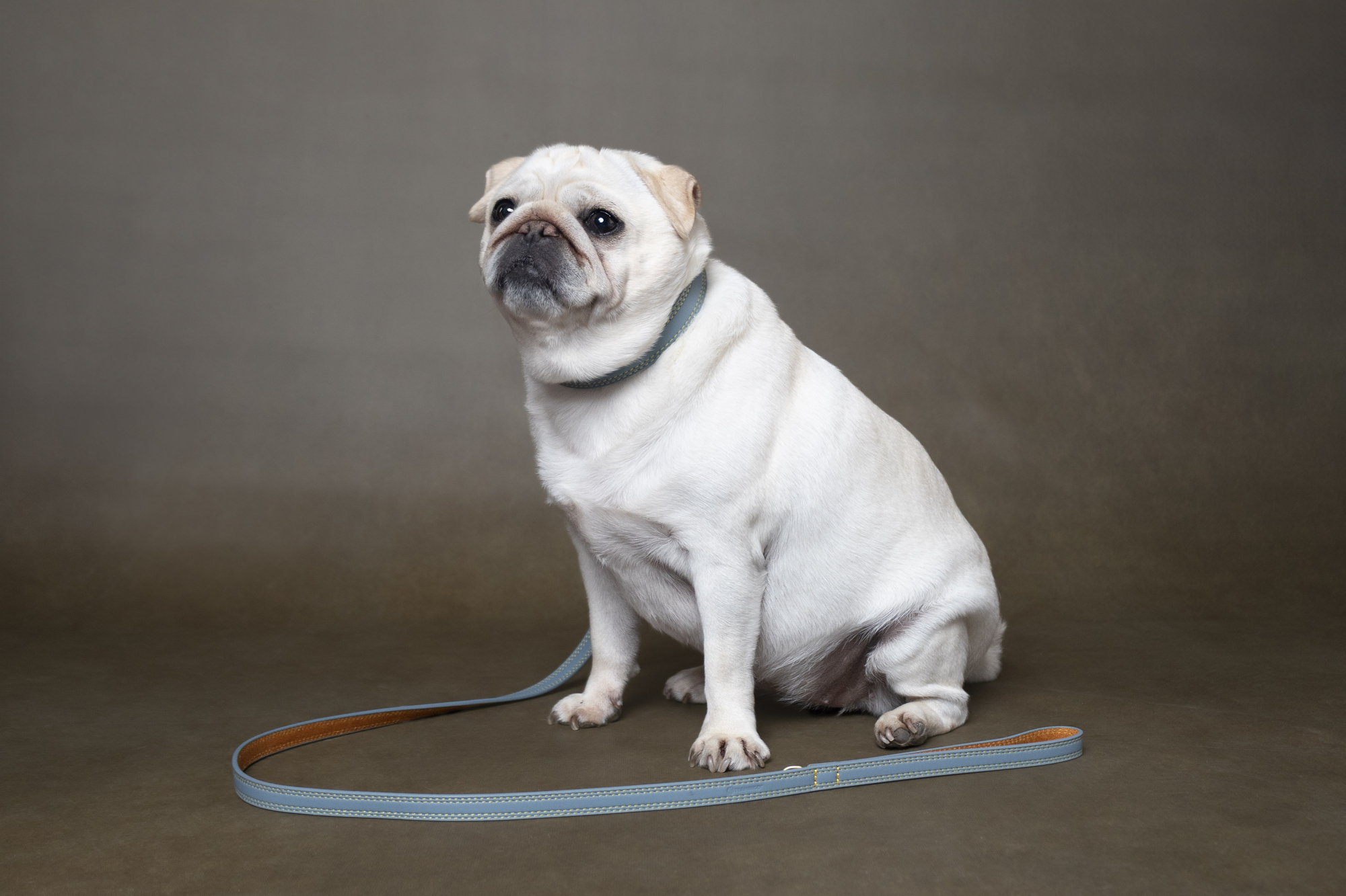 Flamingo Collar Virginia Light blue