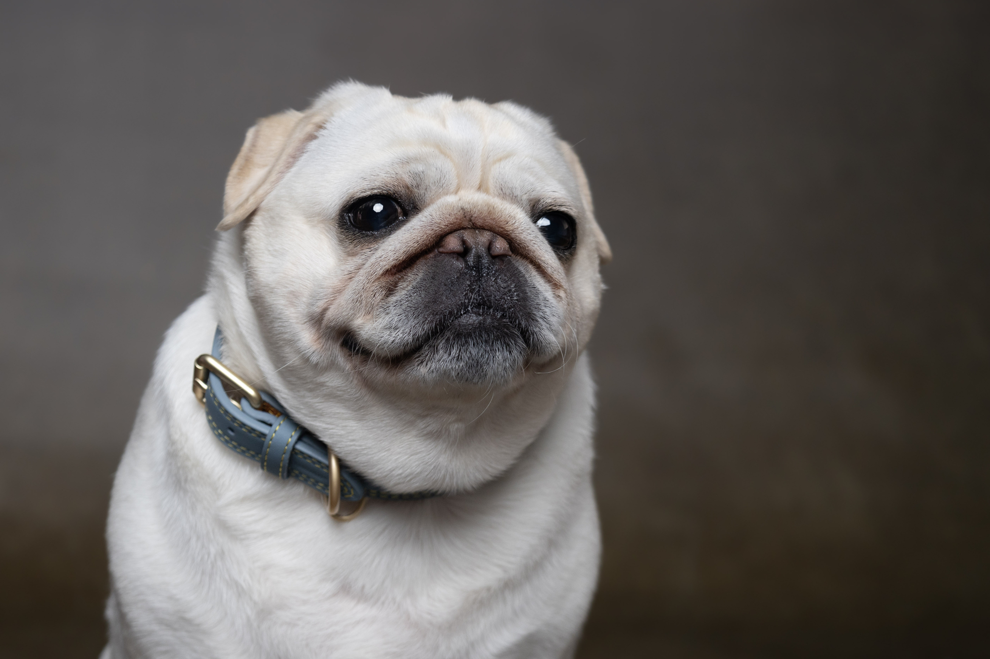 Flamingo Collar Virginia Azul claro