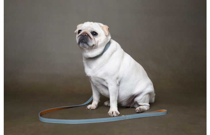 Flamingo Leash Virginia Light blue
