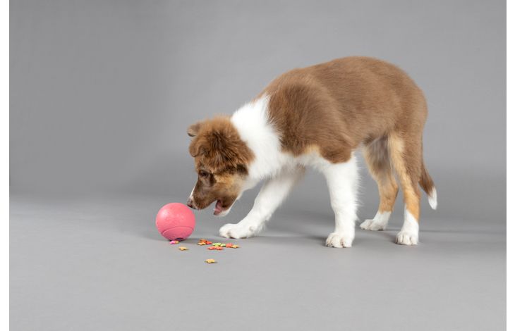 Flamingo Snackbal Puppy Rhea  Meerdere kleuren
