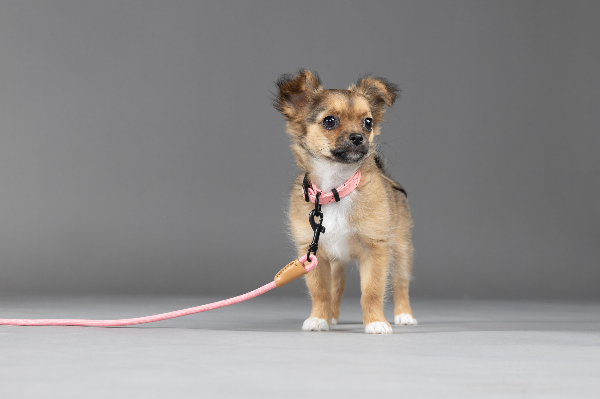 Flamingo Leash Puppy Malibu Pink