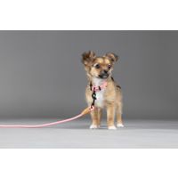 Flamingo Leash Puppy Malibu Pink