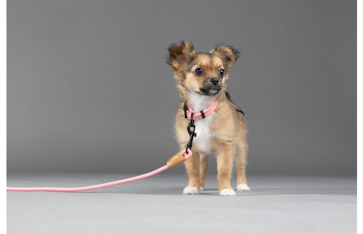 Flamingo Leash Puppy Malibu Pink
