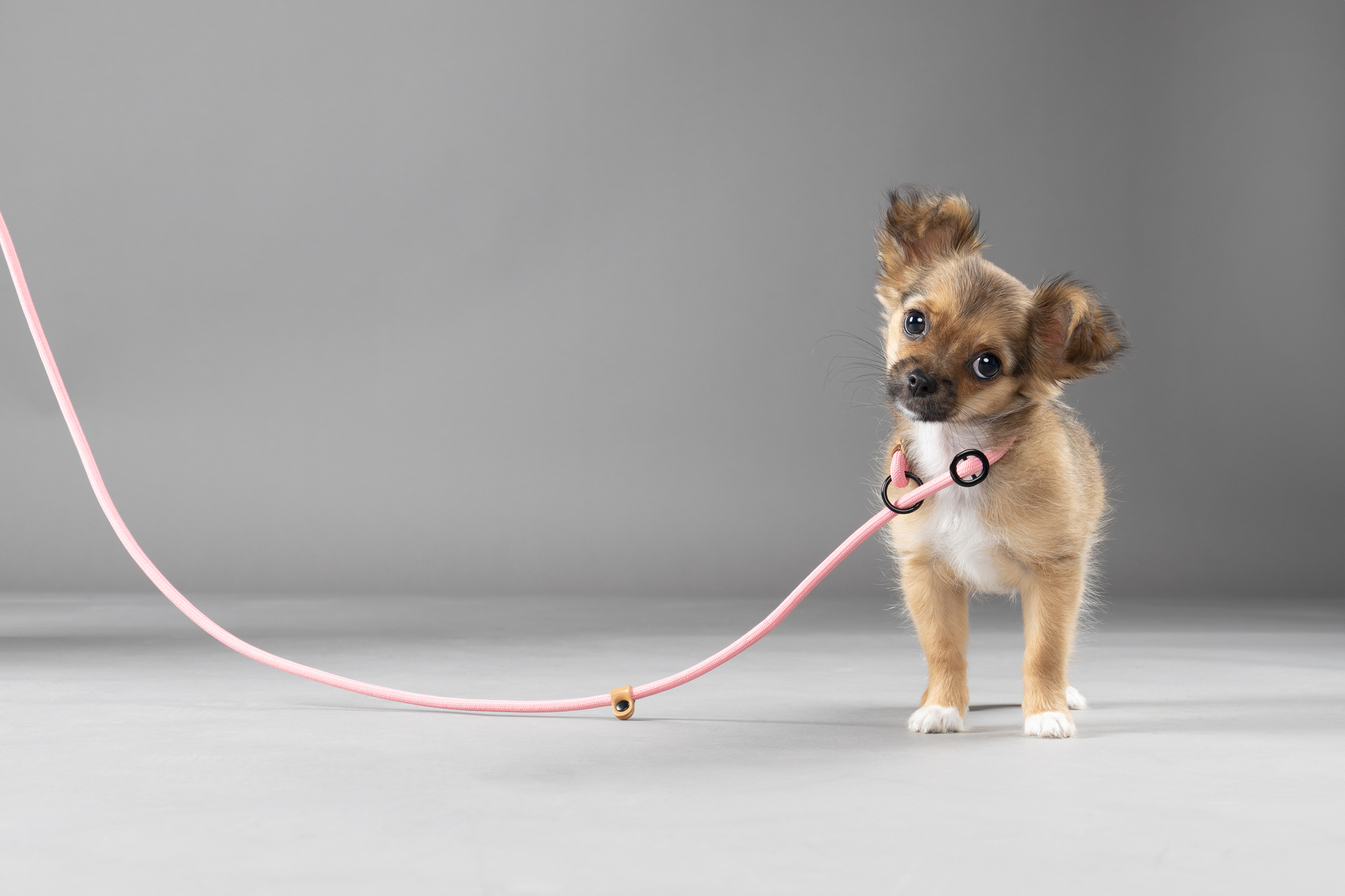 Flamingo Correa antitirones Cachorro Malibu Rosa