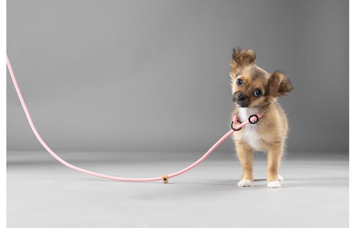 Flamingo Correa antitirones Cachorro Malibu Rosa