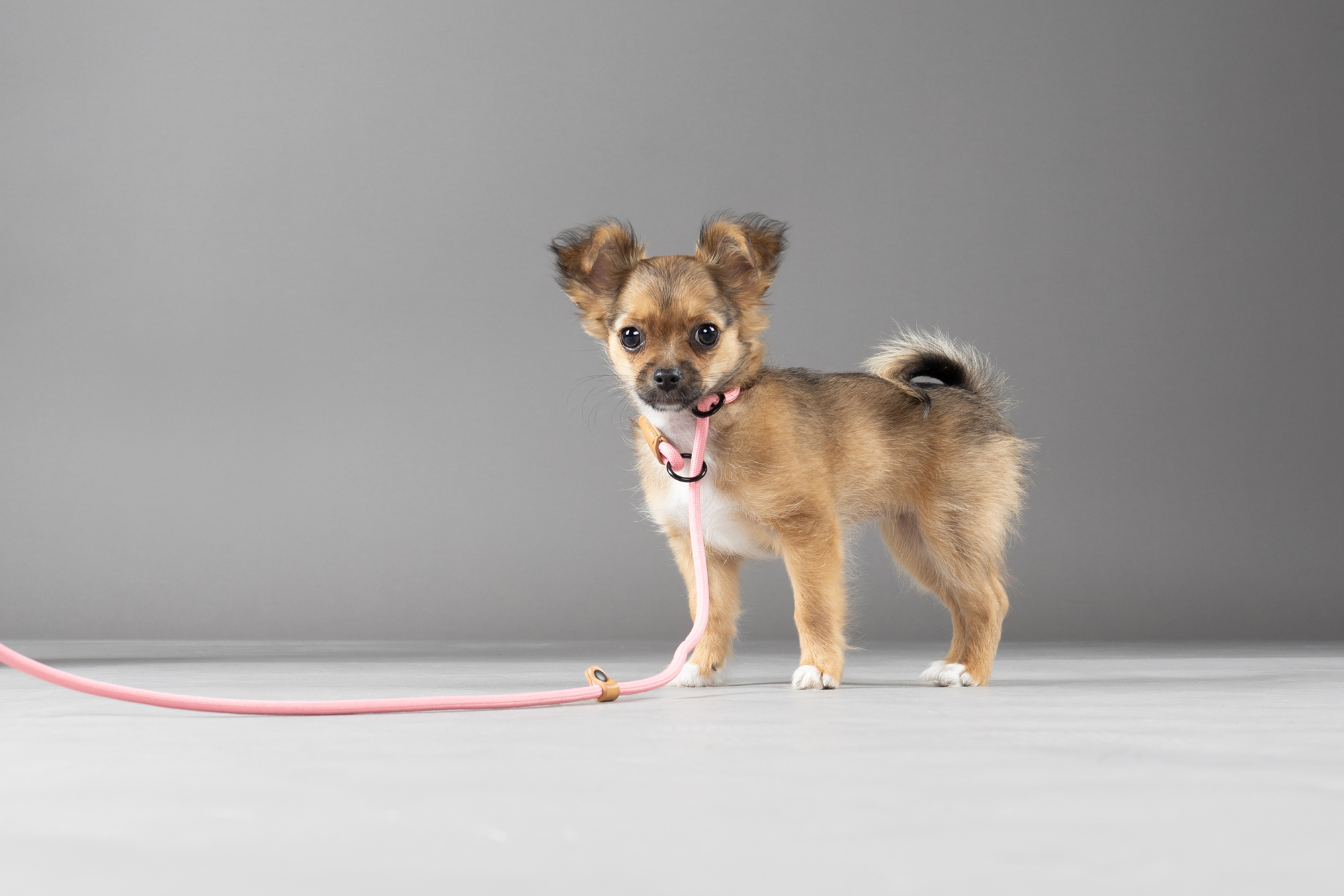 Flamingo Correa antitirones Cachorro Malibu Rosa