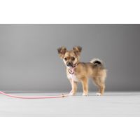 Flamingo Correa antitirones Cachorro Malibu Rosa