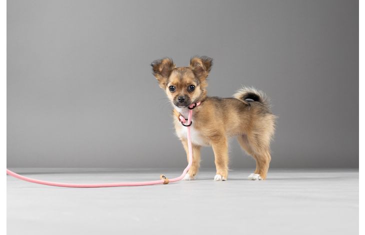 Flamingo Correa antitirones Cachorro Malibu Rosa
