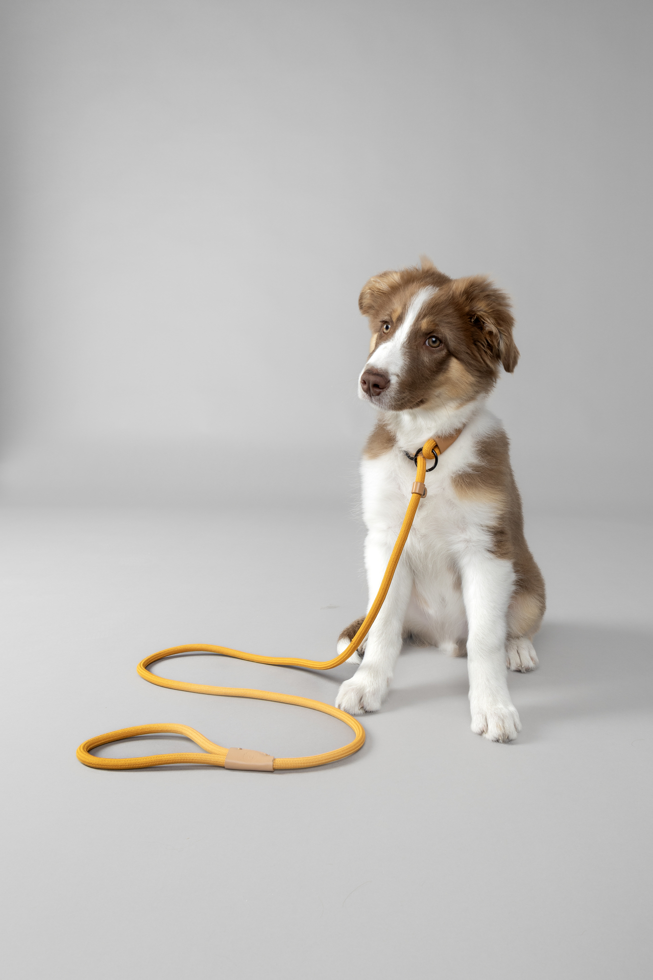 Flamingo Correa antitirones Cachorro Malibu Ocre