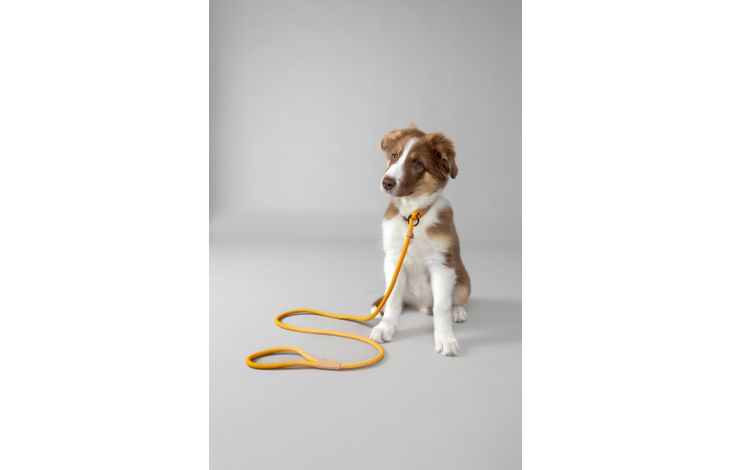 Flamingo Correa antitirones Cachorro Malibu Ocre