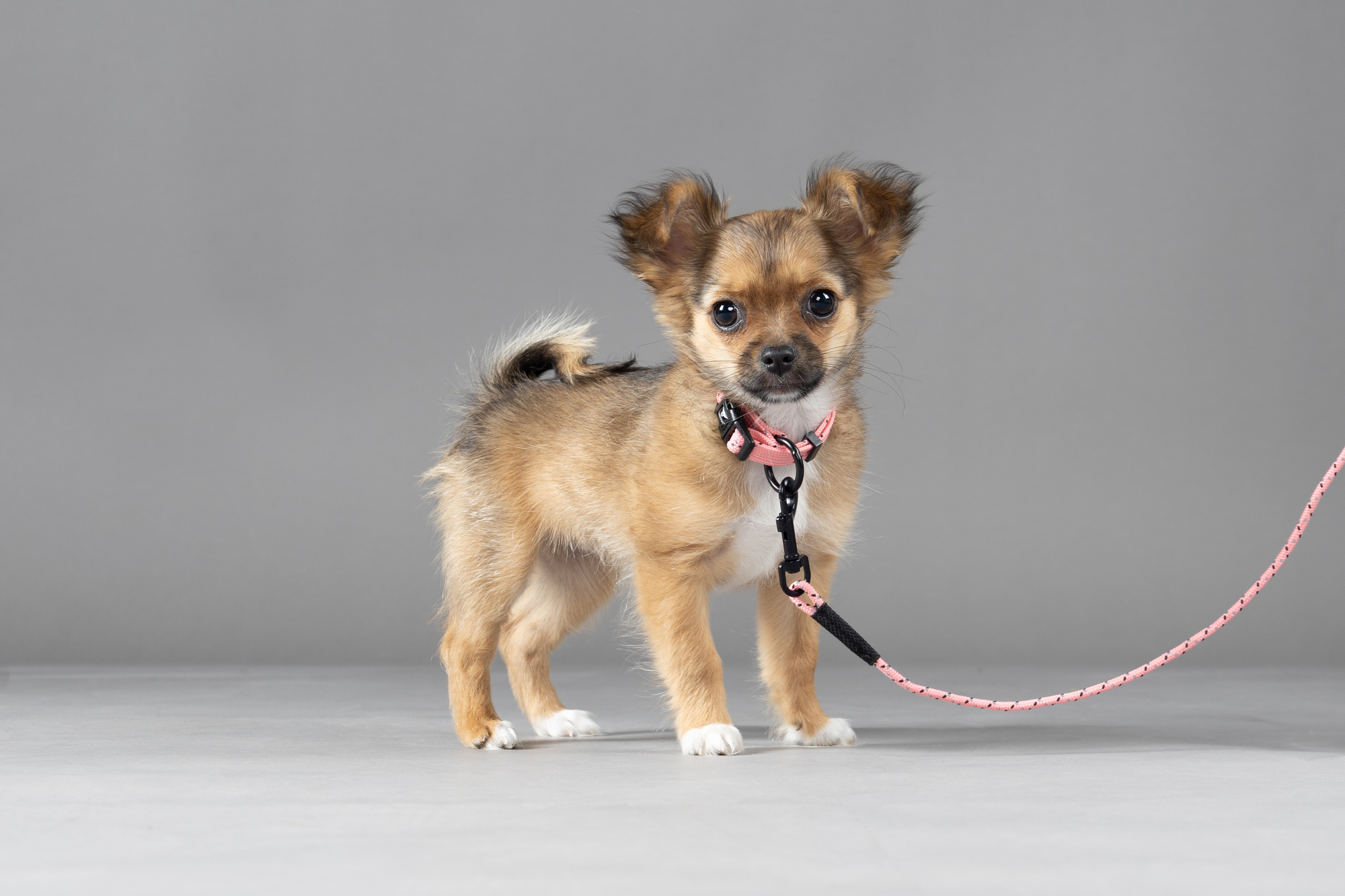 Flamingo Collar Puppy Dolly Pink