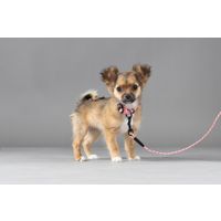 Flamingo Collar Puppy Dolly Pink