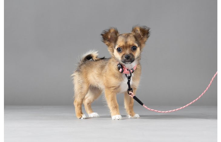 Flamingo Collar Puppy Dolly Pink