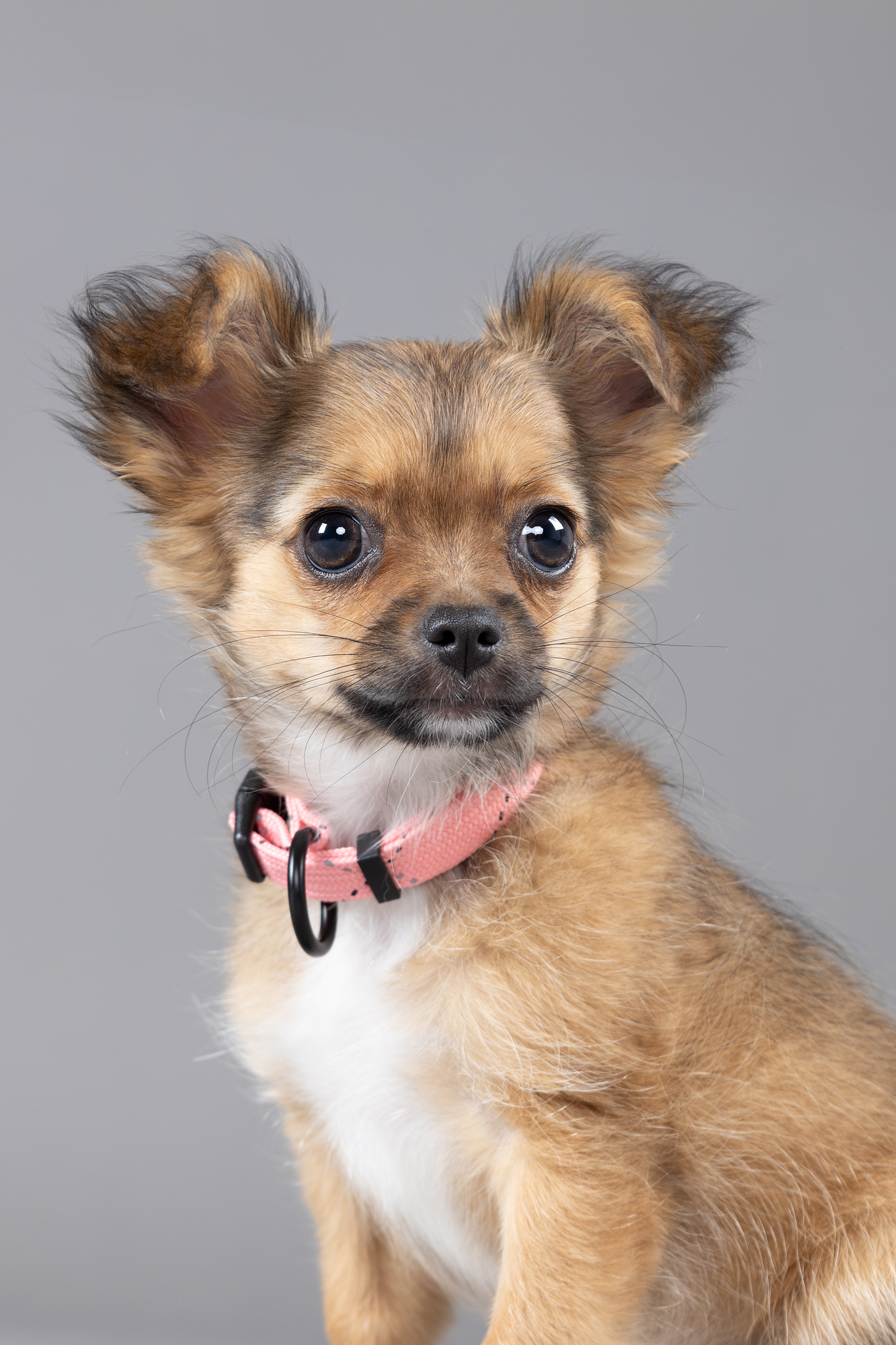 Flamingo Collar Puppy Dolly Pink