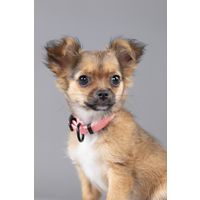 Flamingo Collar Puppy Dolly Pink