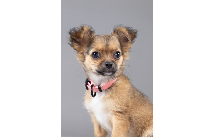 Flamingo Collar Puppy Dolly Pink