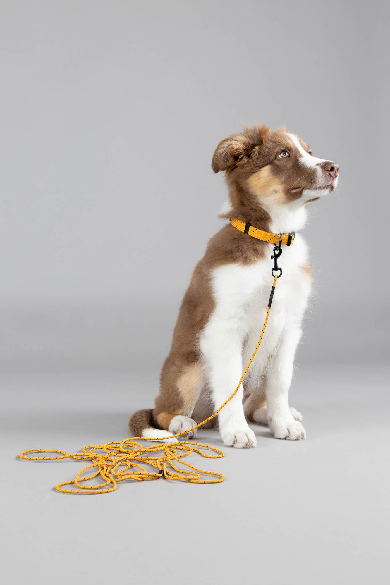 Flamingo Collar Puppy Dolly Ochre