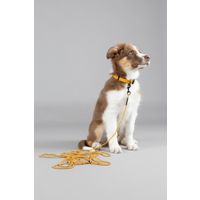 Flamingo Collar Puppy Dolly Ochre