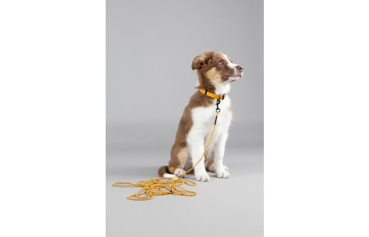 Flamingo Collar Puppy Dolly Ochre