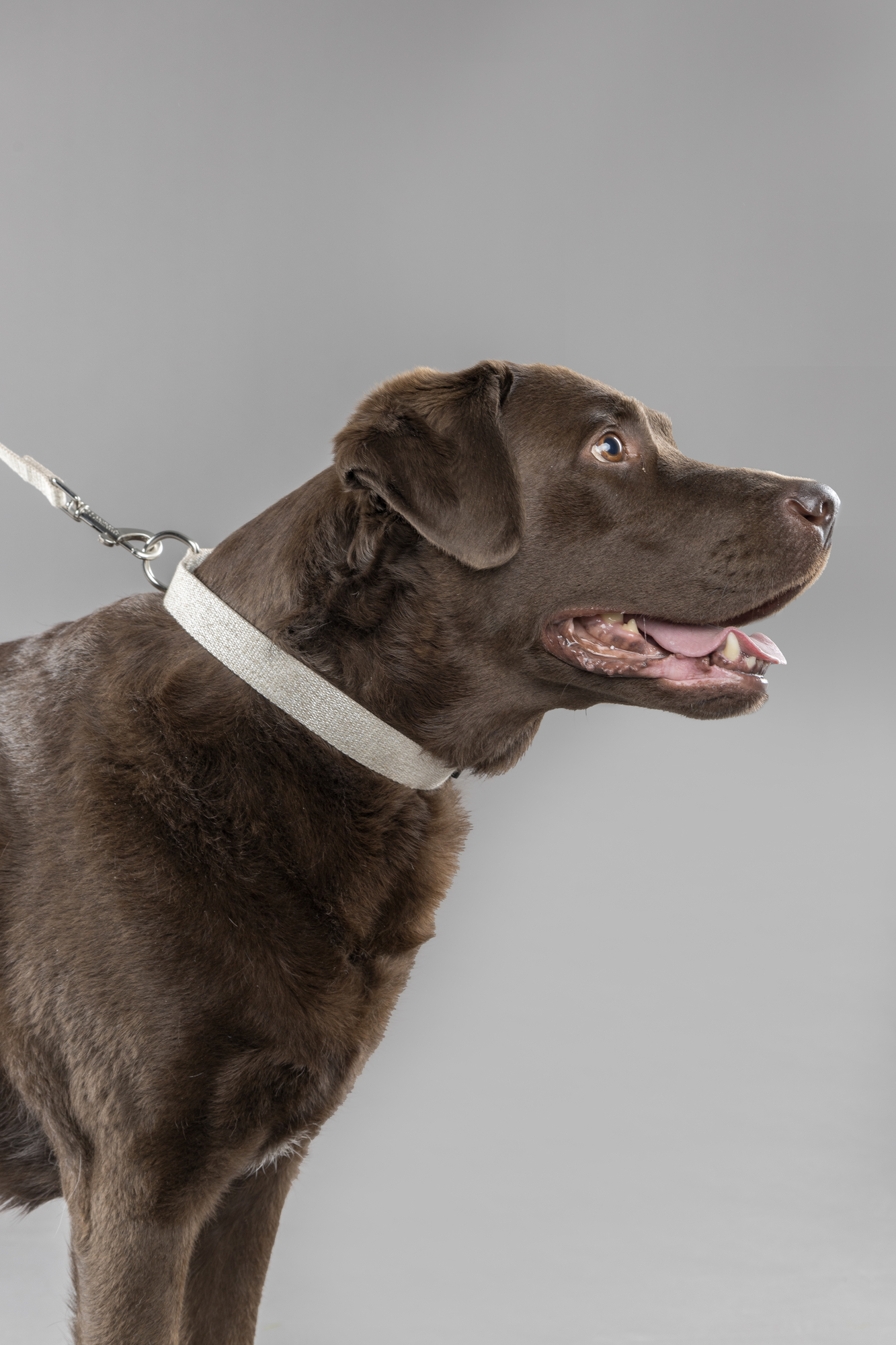 Flamingo Collar Lago Beige