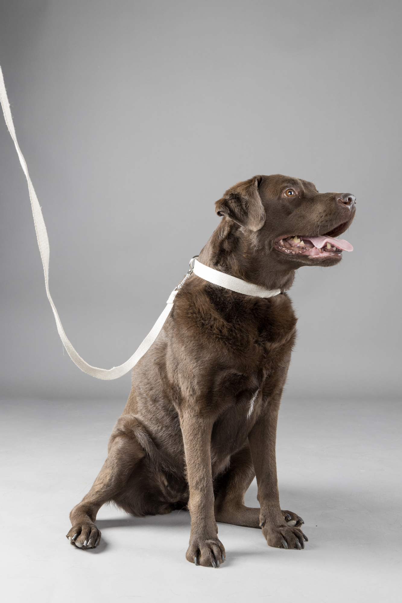 Flamingo Leash Lago Beige