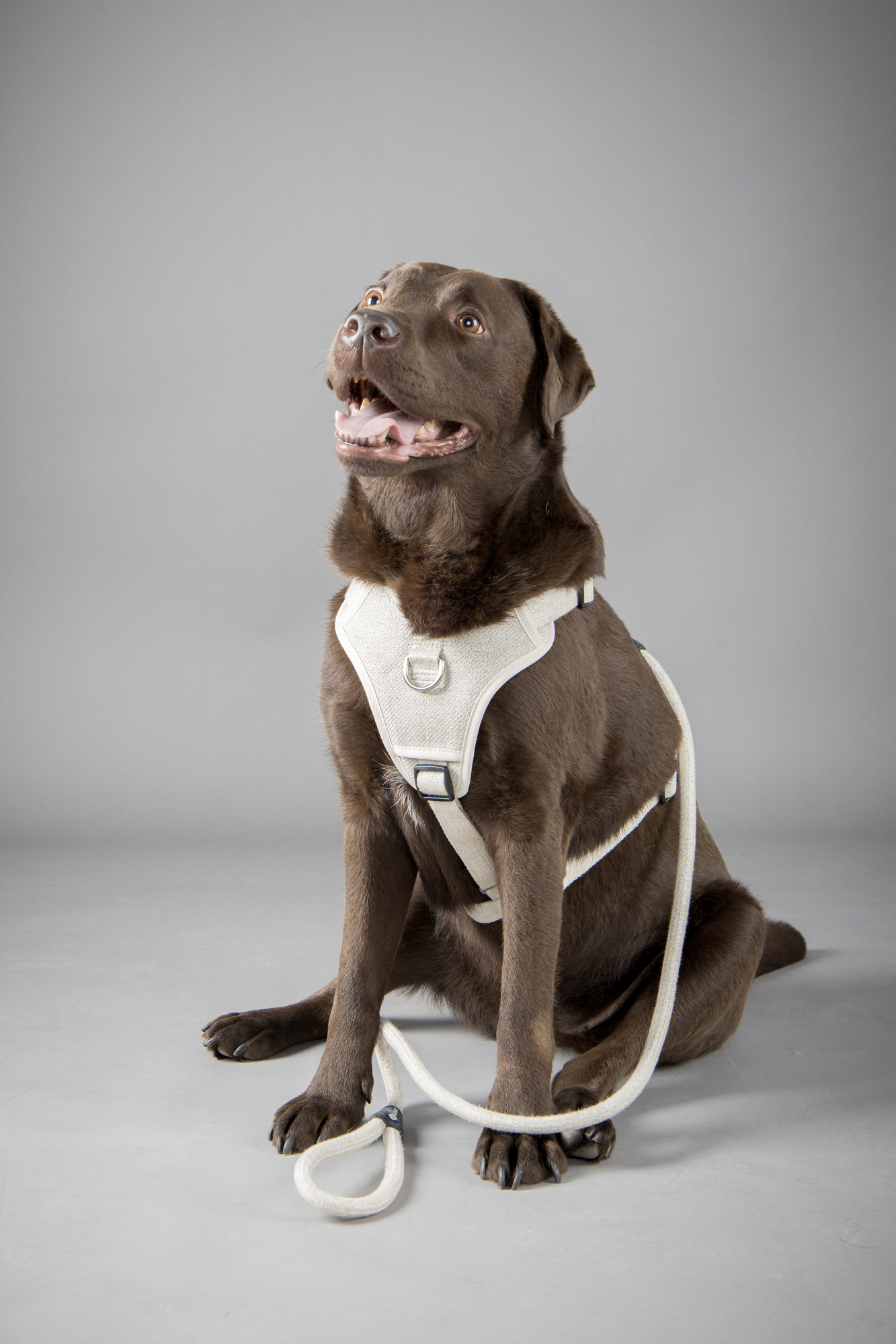 Flamingo Leash Lago Beige