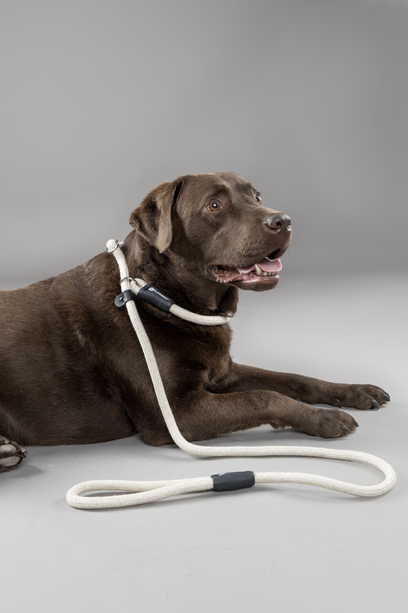 Flamingo Anti-pull leash Lago Beige