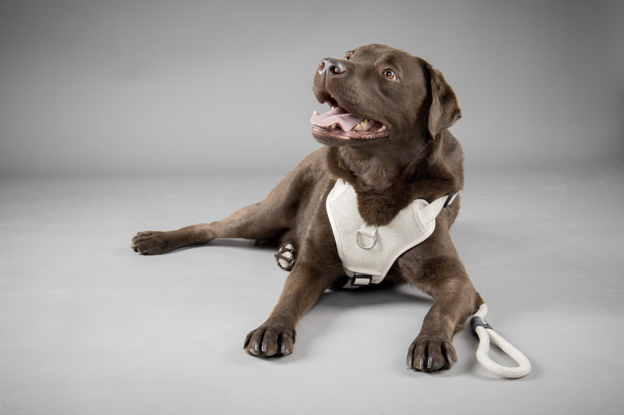 Flamingo Harness Lago Beige