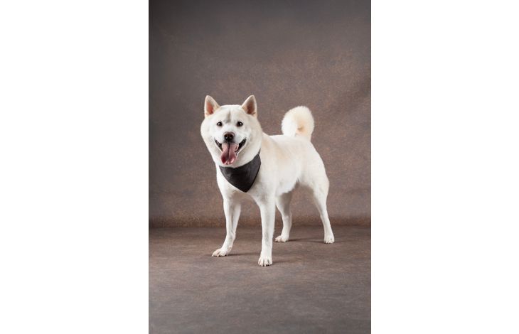 Flamingo Collar with bandana Herbert Dark brown