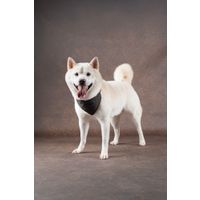 Flamingo Collar with bandana Herbert Dark brown