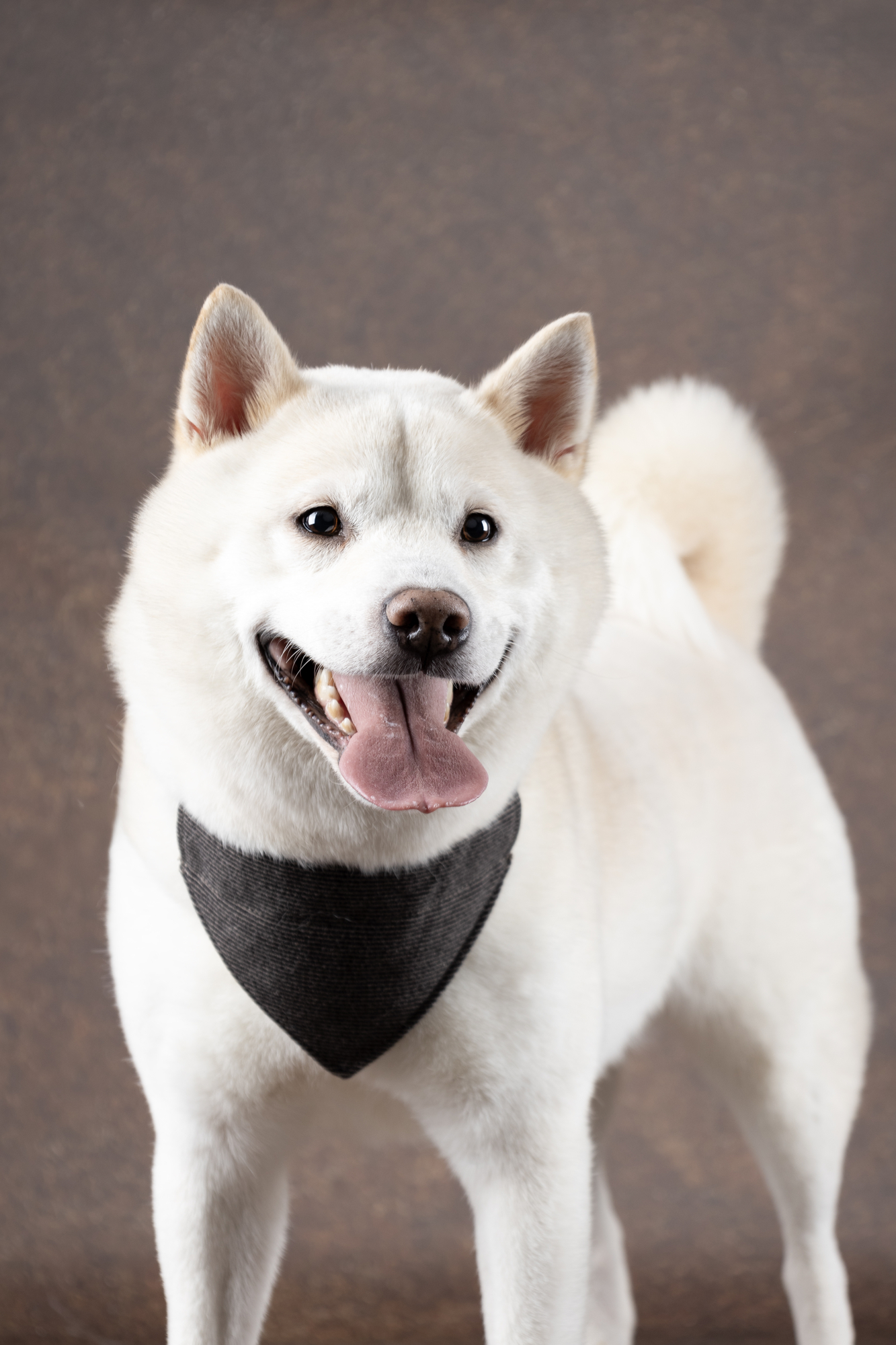 Flamingo Collar with bandana Herbert Dark brown