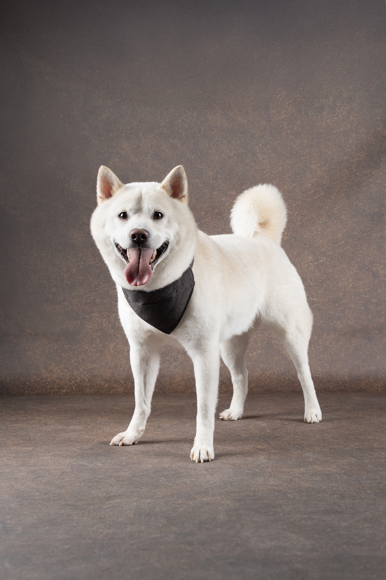 Flamingo Collar with bandana Herbert Dark brown